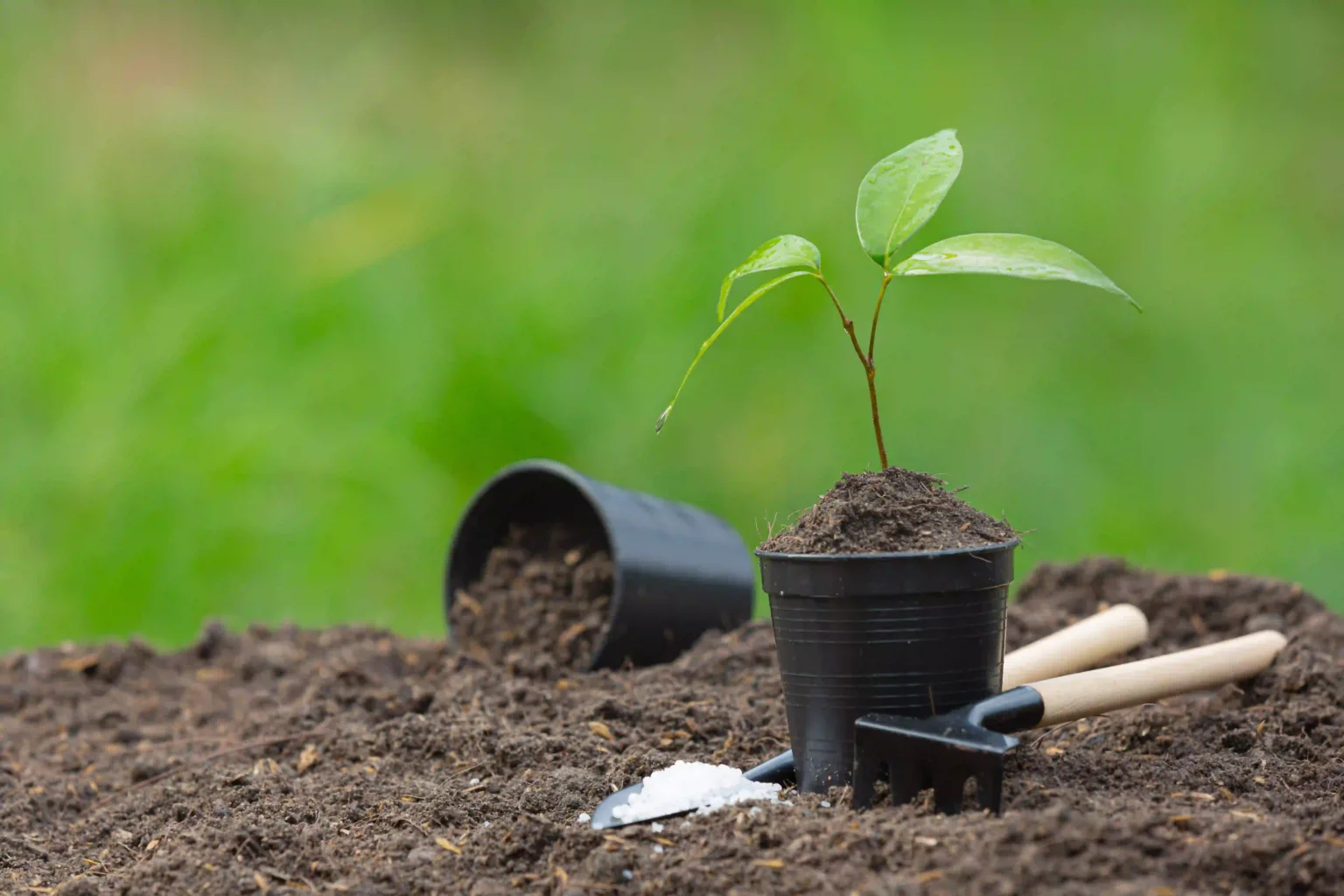 Les plantations limite de propriété : règles légales et conseils pratiques
